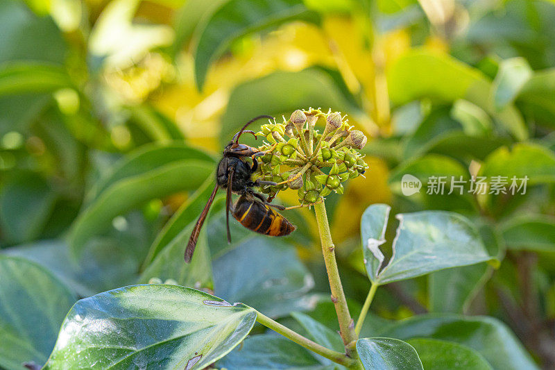 加泰罗尼亚花园一朵花上的亚洲大黄蜂- Puig Reig, Berguedà